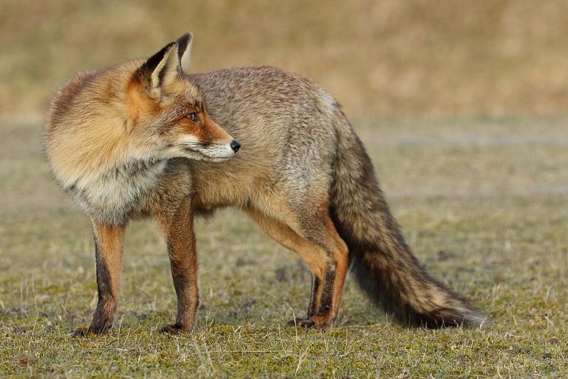 Fuchs (Vulpes vulpes) von Ronald Pol