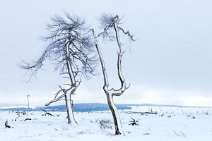 Winter in Belgien von Wim van D