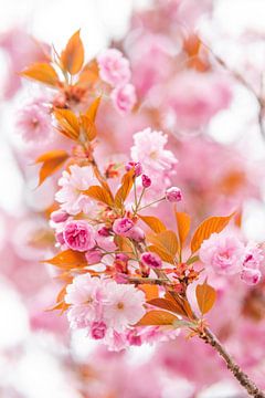 Blossom cherry blossom by Leo Schindzielorz