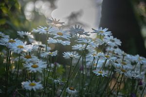 Blumen Teil 170 von Tania Perneel