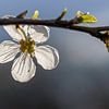 Apfelblüte von ton vogels