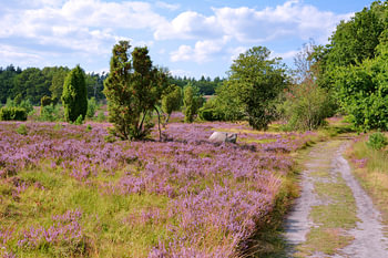 De heide bloeit