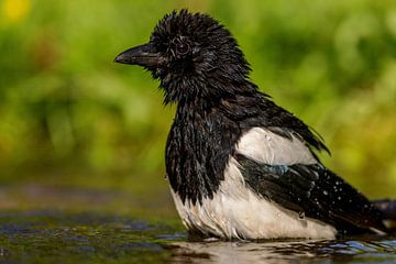 Magpie (Pica pica) by Dirk Rüter