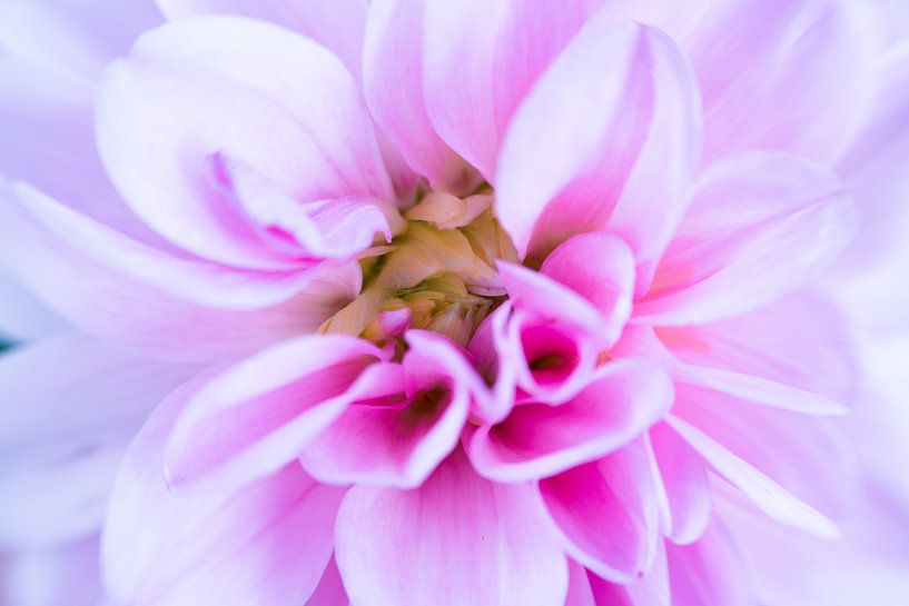 Hidden by Monique van Helden