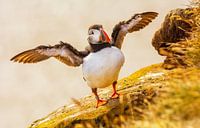 Puffin on Iceland during midsummer night by Corno van den Berg thumbnail