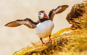 Papegaaiduiker op IJsland tijdens midzomernacht