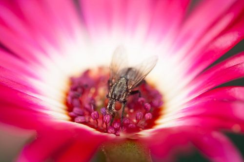 Checkerboard fly on an Ice flower