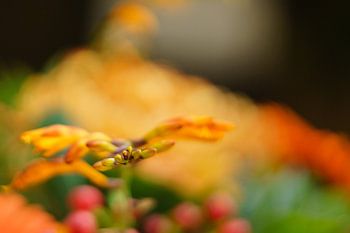 Nahaufnahme der Blume in der Farbe Orange. Grüntöne im Hintergrund