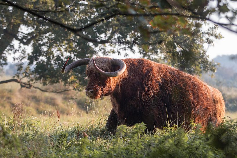 Scottish Highlander in Noordhollands Duinreservaat by Kim de Groot