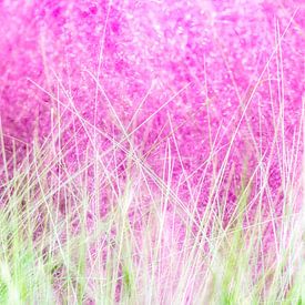 Prairies roses à Gyeongju, Corée du Sud sur Ron van der Stappen