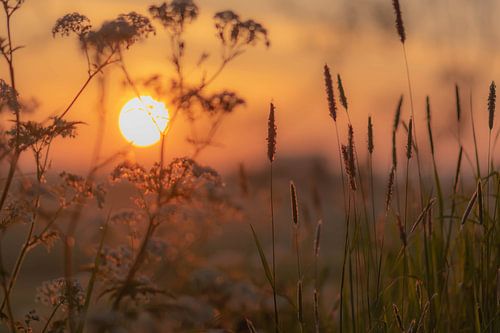 sunny spring morning