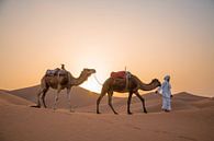 Kamelen Marokko Sahara van Jarno Dorst thumbnail