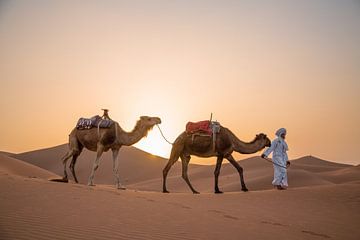 Kamelen Marokko Sahara van Jarno Dorst
