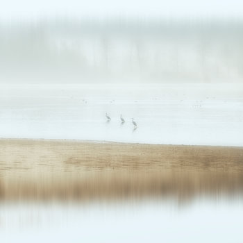 Waterbirds