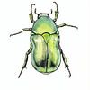 Green beetle illustration by Ebelien