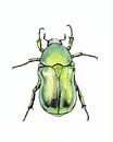 Illustration eines grünen Käfers von Ebelien Miniaturansicht