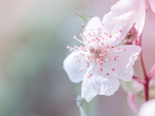 Wit Roze Bloesem Bloem in Close-up Macro