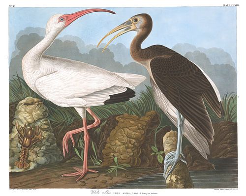 Witte Ibis