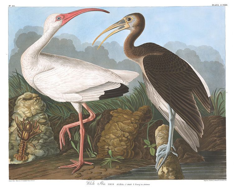 Witte Ibis van Birds of America