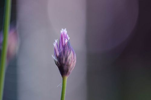 ontluikende bieslook