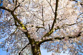Weißer Frühlingsbaum mit blauem Himmel von Marco Leeggangers