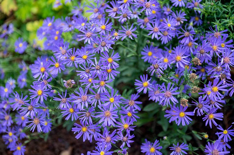 Herfstasters van Richard Wareham