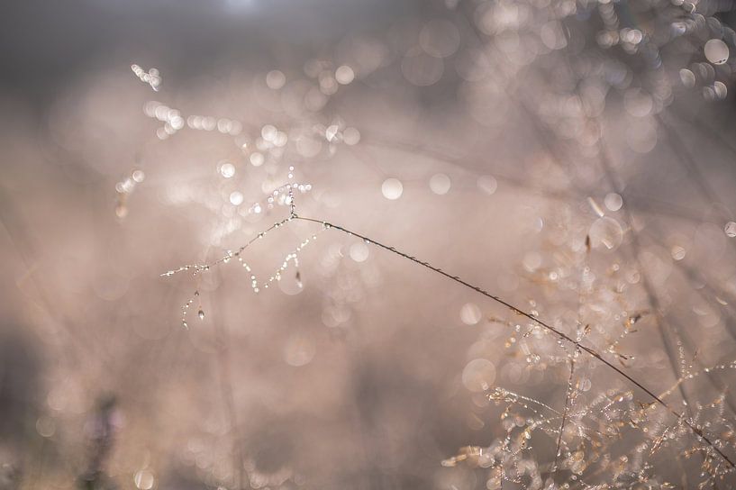 glistening on the heath by Tania Perneel