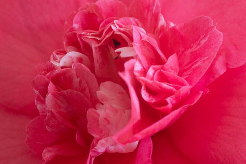Camellia 01 van Hans Heemsbergen