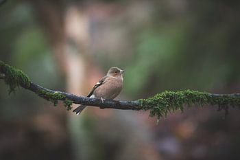 Pinson sur une branche dans les bois