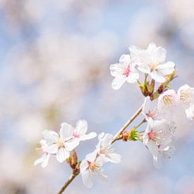 Lente Bloesem von Chantal Cornet