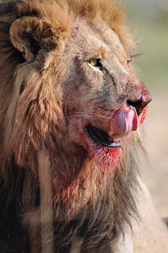 Bloederige leeuw
