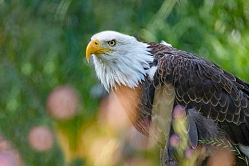 Amerikaanse zeearend van Heidie Mulder