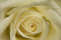 Fresh white rose