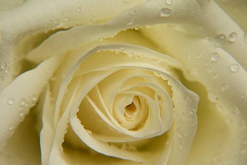 Rose blanche fraîche