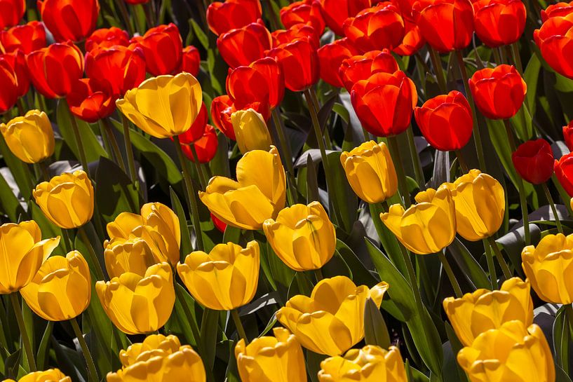 tulips yellow and red by Corrie Ruijer