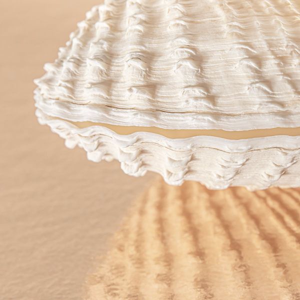 Sandy pink beach: Shell reflects in the surface by Marjolijn van den Berg