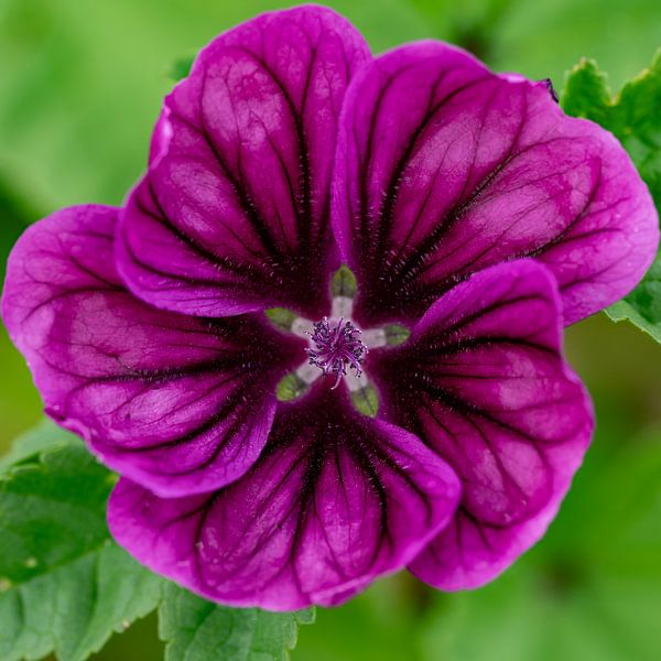 Mallow op een groene achtergrond van Beja Eben