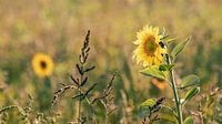 Sunflower field in Friesland by Petra Kroon thumbnail