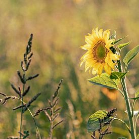 Zonnebloemveld in Friesland van Petra Kroon