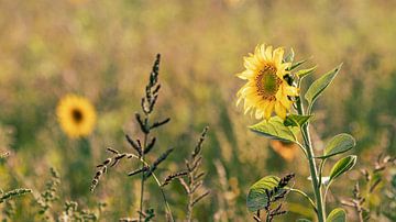 Sunflower field in Friesland