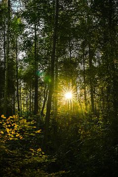 Zicht op een somber bos met zonnestralen van de ondergaande zon. van Michaela Bechinie