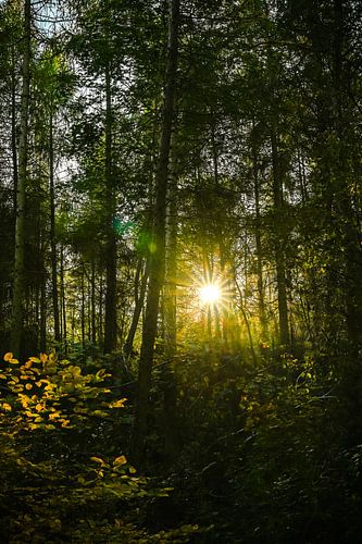 View to a dark forest with sunbeams of the setting sun.