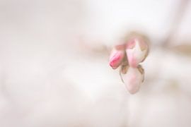 Flower buds in spring by Cathy Roels
