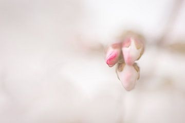 Blütenknospen im Frühling von Cathy Roels
