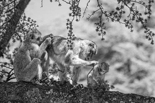 Une famille de macaques de Barbarie au travail