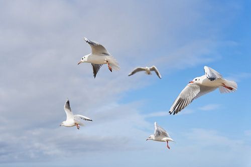 Lachende meeuwen in de lucht boven de Oostzee