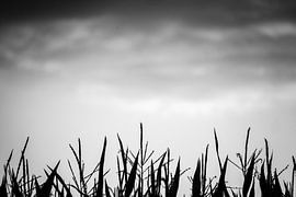 Erreichen Sie die Spitze! von Gonnie van Roij