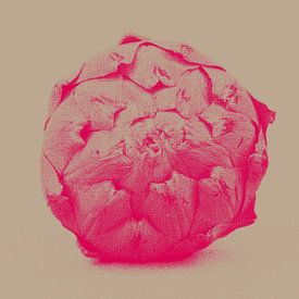 Artichoke in pink by STUDIO7005