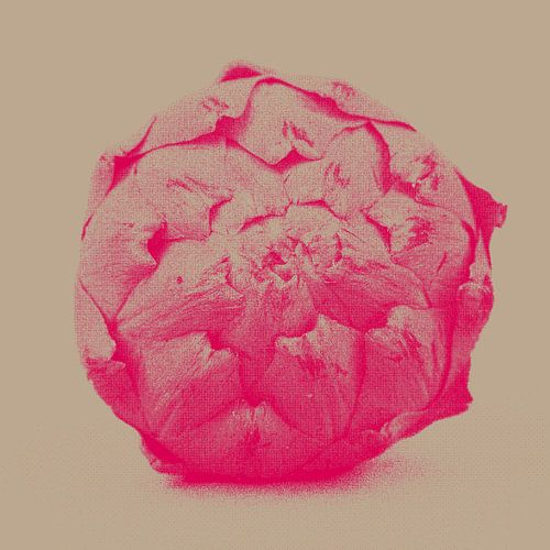 Artichaut rose