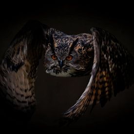 Eulen: Flying Eagle Owl von Marjolein van Middelkoop